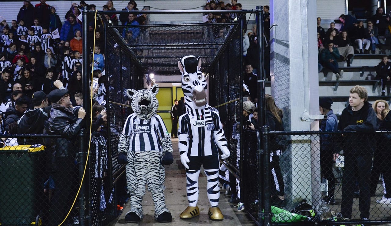 ZEBRAS003.jpg